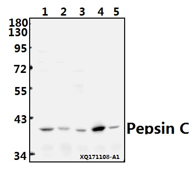 a00218 pgc primary antiboties wb testing 1