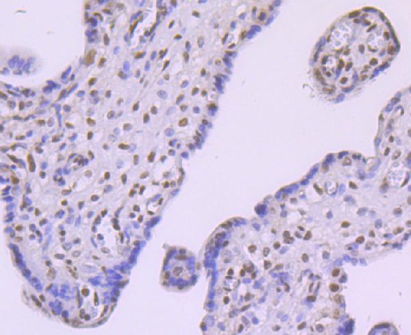 a00219 1 fto primary antiboties ihc testing 2
