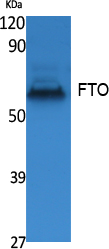 Western blotting validation for Anti-FTO Antibody A00219-2
Western Blot (WB) analysis of extracts from K562 cells