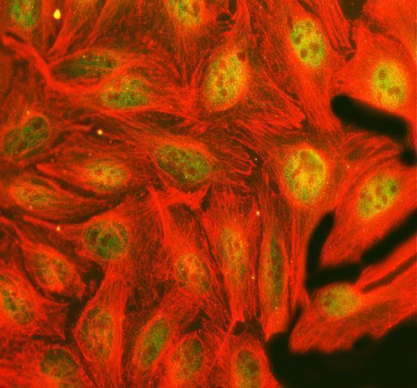 a00219 3 fto primary antibodies if testing 6