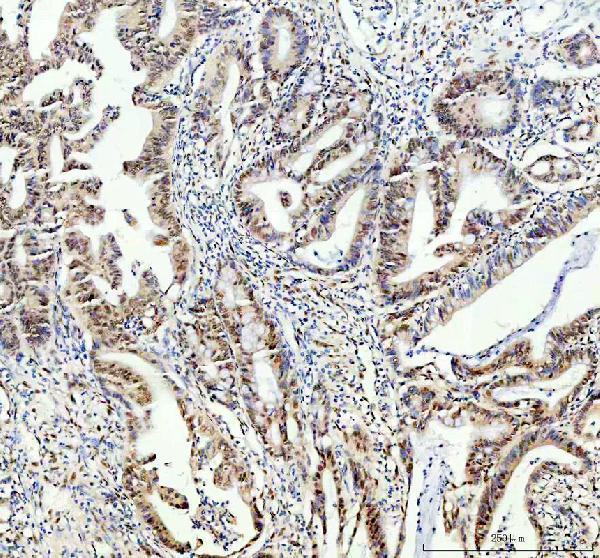 a00219 3 fto primary antibodies ihc testing 2_1