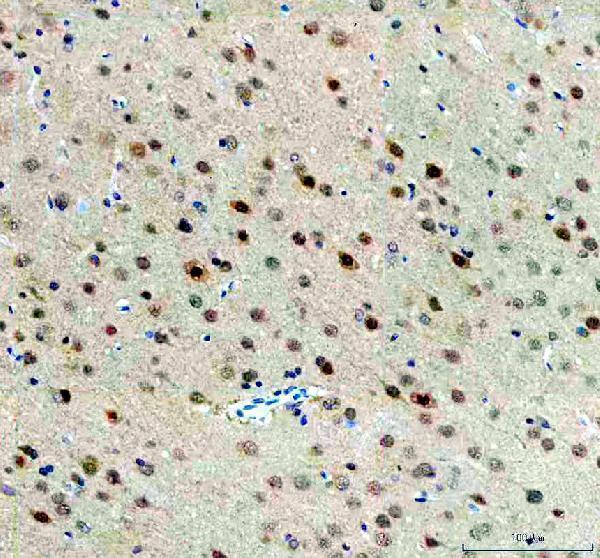 a00219 3 fto primary antibodies ihc testing 4_1