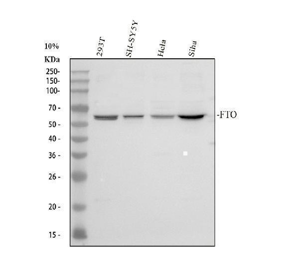 a00219 3 fto primary antibodies wb testing 1_1