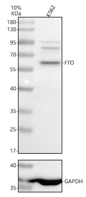 a00219 3 fto primary antibodies wb testing 2