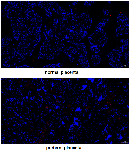 a00220 4 cd86 primary antibodies if testing 1