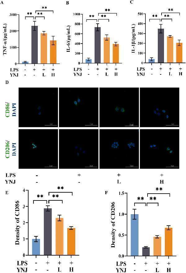 YNJ reduces the secretion of inflammatory factors and promotes M2 macrophage polarization