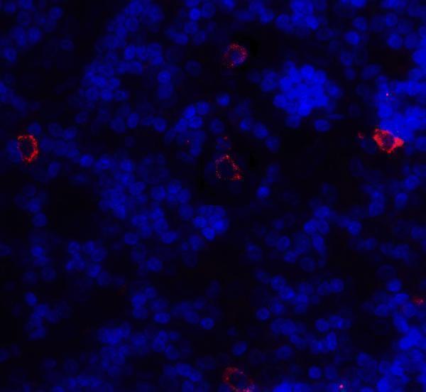 Immunofluorescence of CD86 in human lymph node tissue with CD86 antibody at 20 μg/ml