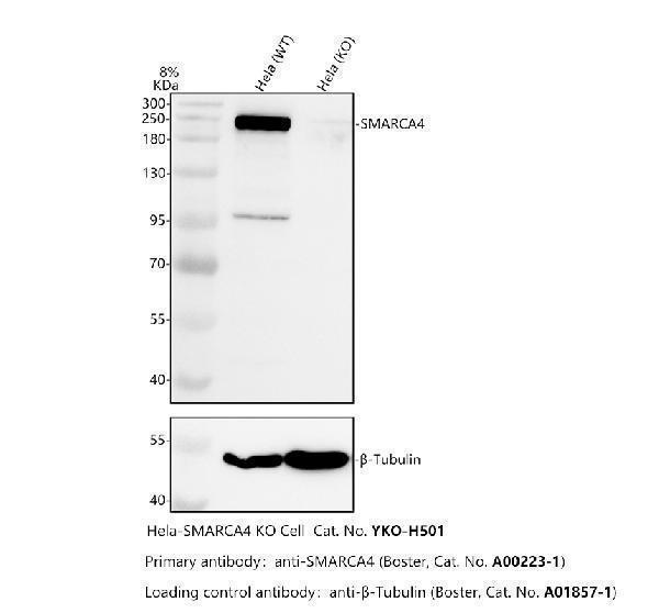 a00223 1 smarca4 primary antibodies wb testing 2
