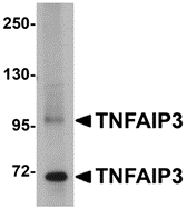 Western blot analysis of TNFAIP3 in SK-N-SH cell lysate with TNFAIP3 antibody at 1 μg/mL