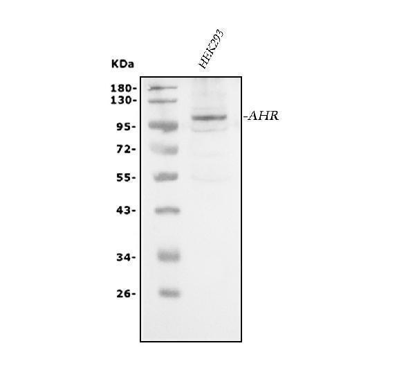a00225 2 ahr primary antibodies wb testing 1