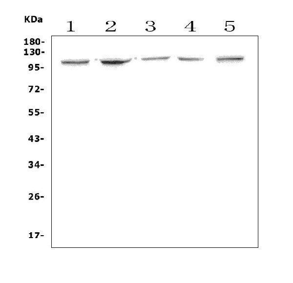 a00225 3 ahr primary antibodies wb testing 1