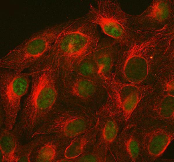 a00225 4 ahr primary antibodies if testing 1