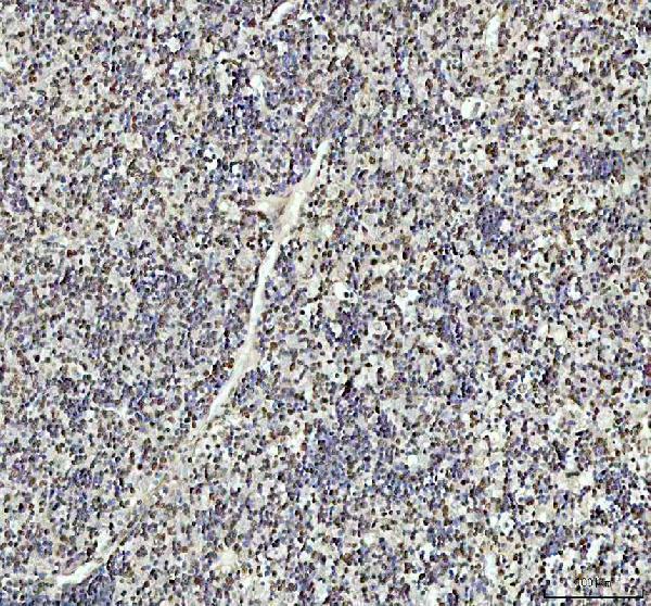 a00225 4 ahr primary antibodies ihc testing 1