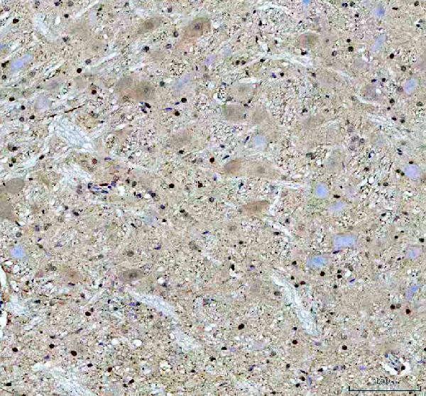 a00225 4 ahr primary antibodies ihc testing 4_1_1