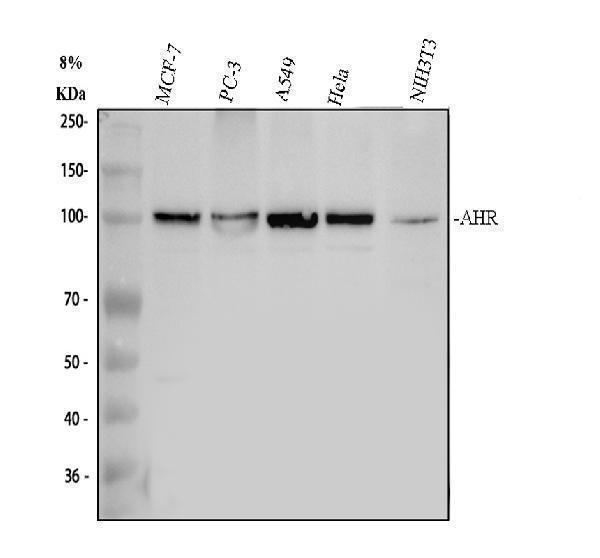 a00225 4 ahr primary antibodies wb testing 1_2_1