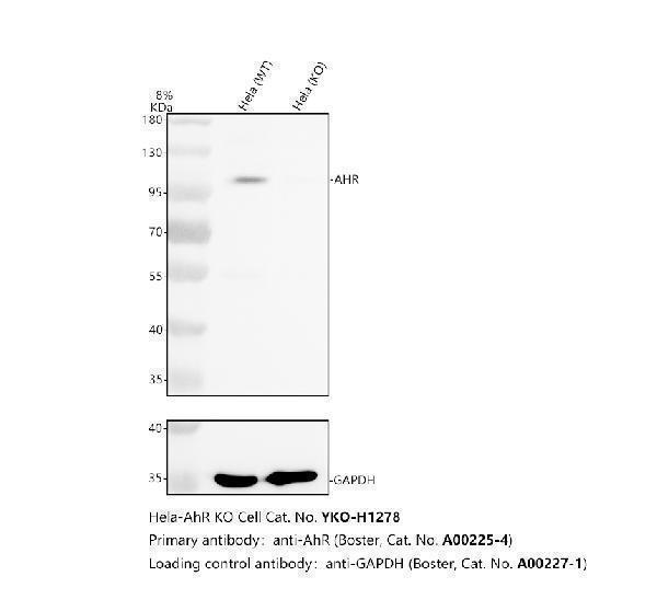 a00225 4 ahr primary antibodies wb testing 2