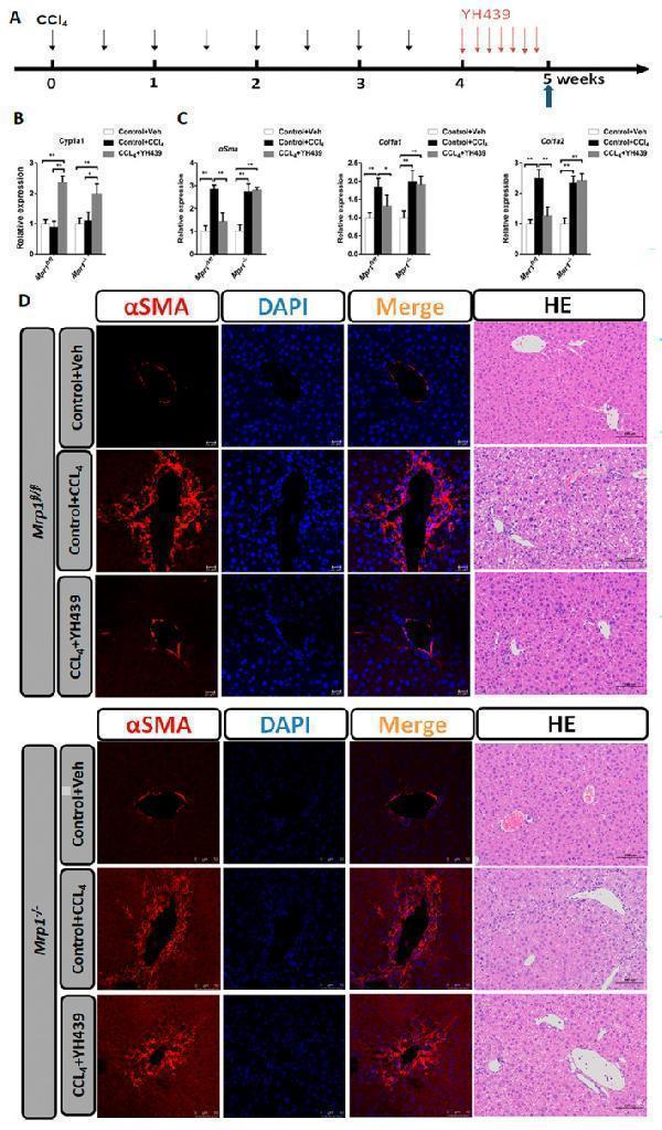 a00225 4 jcmm 28 e70278 g002