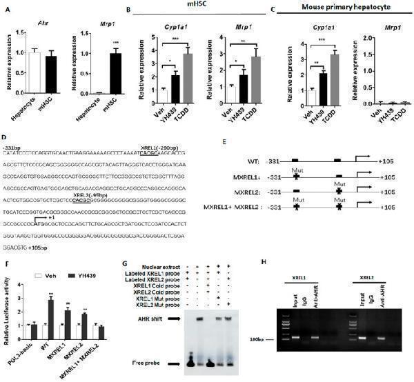 AHR directly regulates Mrp1 transcription in mHSCs