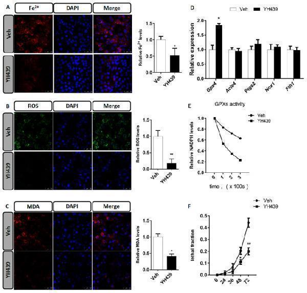 a00225 4 jcmm 28 e70278 g006