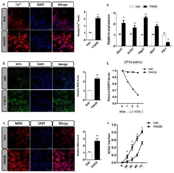 a00225 4 jcmm 28 e70278 g007