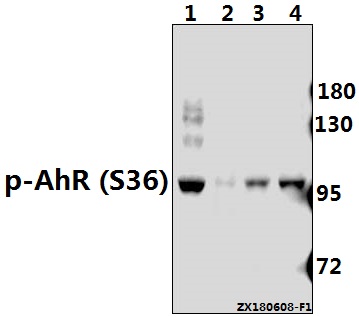 Western blot (WB) analysis of p-AhR (S36) at 1:2000 dilution
Lane1:MCF-7 whole cell lysate(40ug)
Lane2:The Heart tissue lysate of Mouse(40ug)
Lane3:The Heart tissue lysate of Rat(40ug)
Lane4:HepG2 whole cell lysate(20ug)