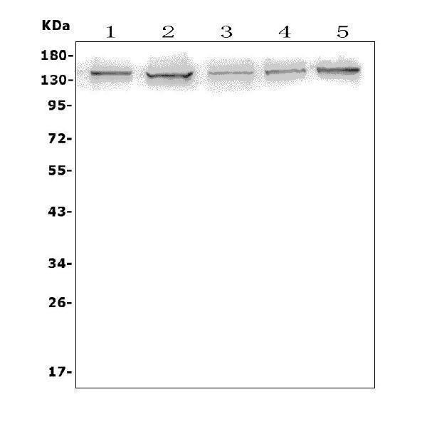  Western blot analysis of AXL using anti-AXL antibody (A00226-2)