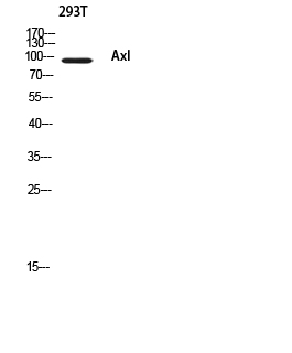Western blotting validation for Anti-Axl Antibody A00226-3
Western Blot (WB) analysis of 293T using Axl antibody