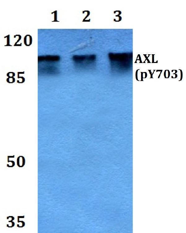 Western blot (WB) analysis of p-AXL (Y703) polyclonal antibody at 1:500 dilution
Lane1:HEK293T whole cell lysate
Lane2:NIH-3T3 whole cell lysate
Lane3:PC12 whole cell lysate