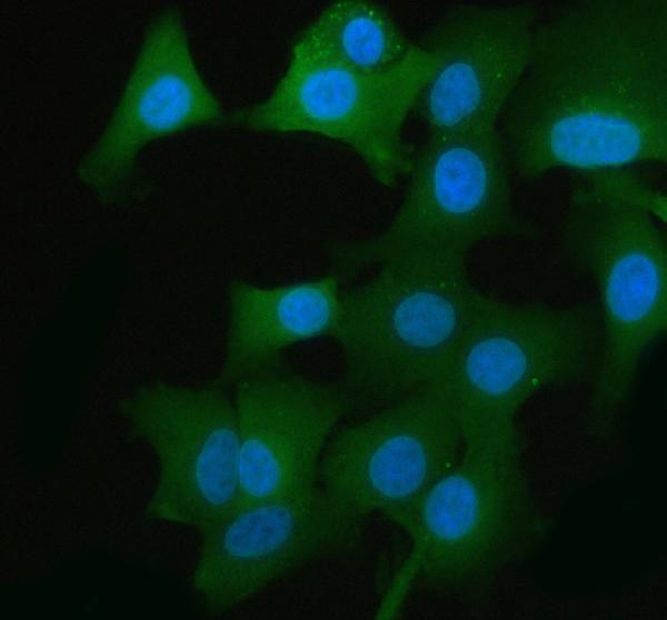 a00227 1 gapdh primary antibodies if testing 5