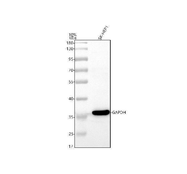 a00227 1 gapdh primary antibodies wb testing 2
