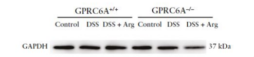 a00227 1 gapdh primary antibodies wb testing 3