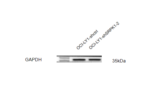 a00227 1 gsta1 5 primary antibodies wb testing 4