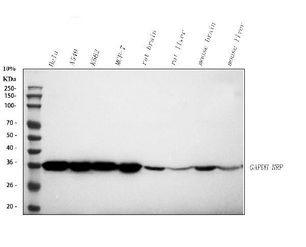 a00227 hrp gapdh primary antibodies wb testing 1