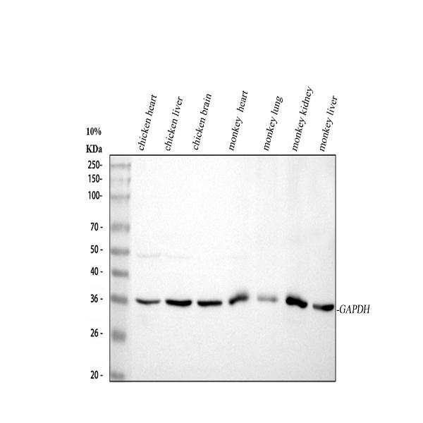a00227 hrp gapdh primary antibodies wb testing 2