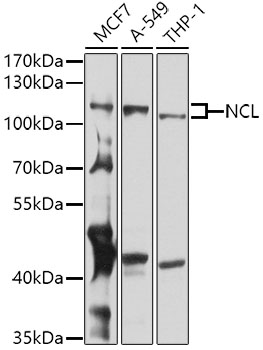 Western blot analysis of extracts of various cell lines, using NCL antibody  at 1:1000 dilution