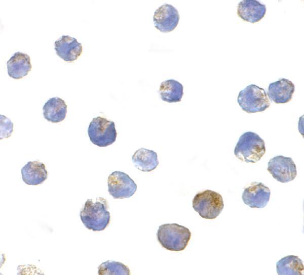 a00229 tsc2 primary antibodies icc testing 2