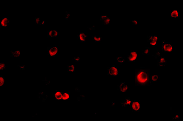 a00229 tsc2 primary antibodies if testing 3