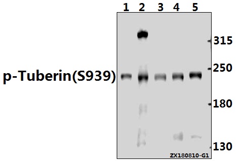 a00229s939 tsc2 primary antiboties wb testing 1
