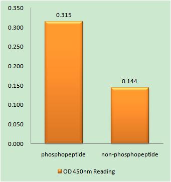 a00229y1571 tsc2 primary antibodies elisa testing 1