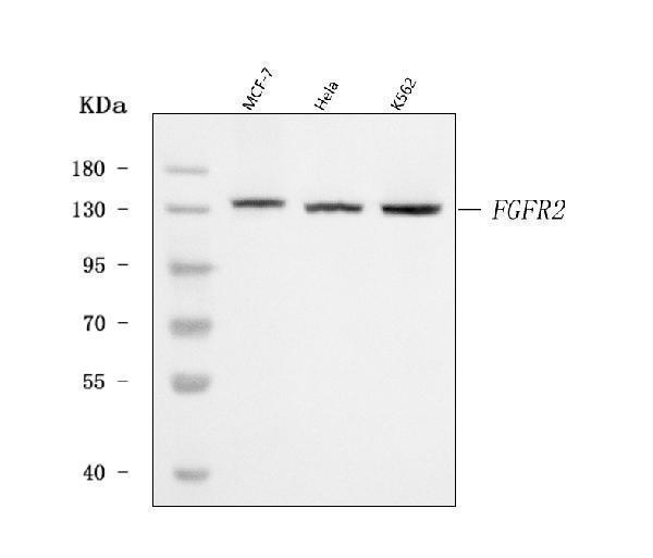  Western blot analysis of FGFR2 using anti-FGFR2 antibody (A00231-3)