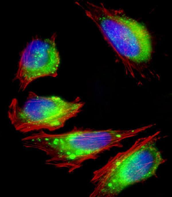 a00231 anti fgfr2 antibody n term if testing 2