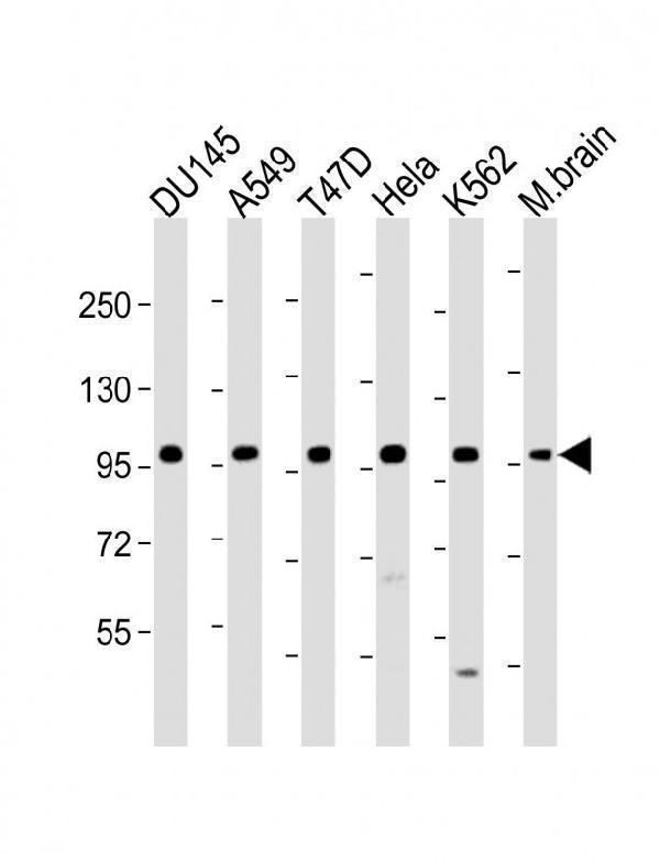 a00231 anti fgfr2 antibody n term wb testing 4