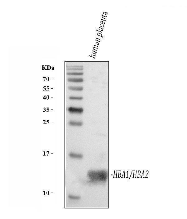a00233 1 hemoglobin primary antibodies wb testing 1