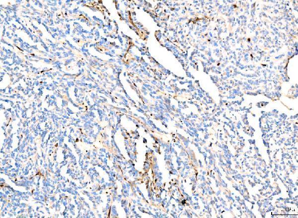 a00233 2 hab1 hab2 primary antibodies ihc testing 5