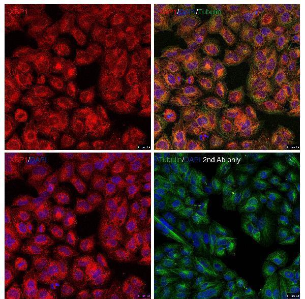 Immunofluorescence Validation of XBP-1 in HeLa Cells
Immunofluorescent analysis of methanol-fixed HeLa cells labeling XBP-1 with A00234-1 at 10 μg/mL, followed by goat anti-rabbit IgG secondary antibody at 1/1000 dilution (red) and DAPI staining (blue)
