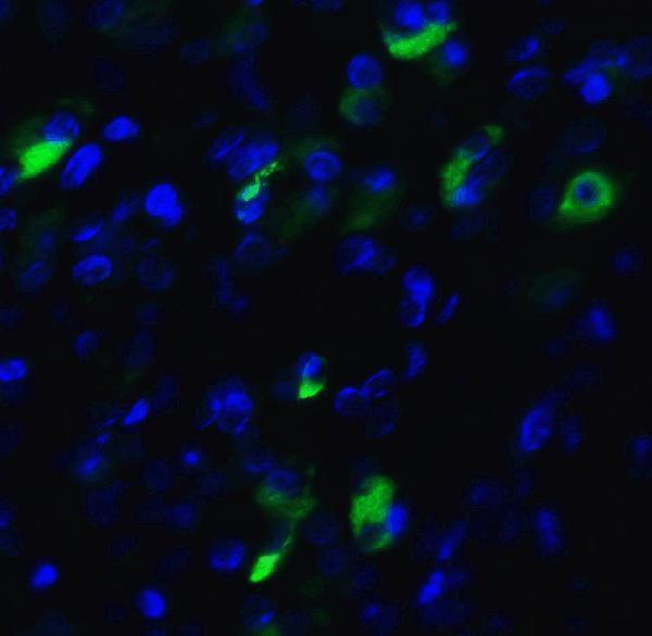 a00234 1 xbp1 primary antibodies if testing 7