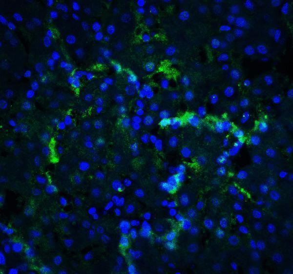 a00234 1 xbp1 primary antibodies if testing 8