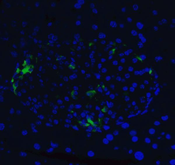 a00234 1 xbp1 primary antibodies if testing 9