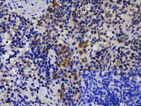 a00234 1 xbp1 primary antibodies ihc testig 11