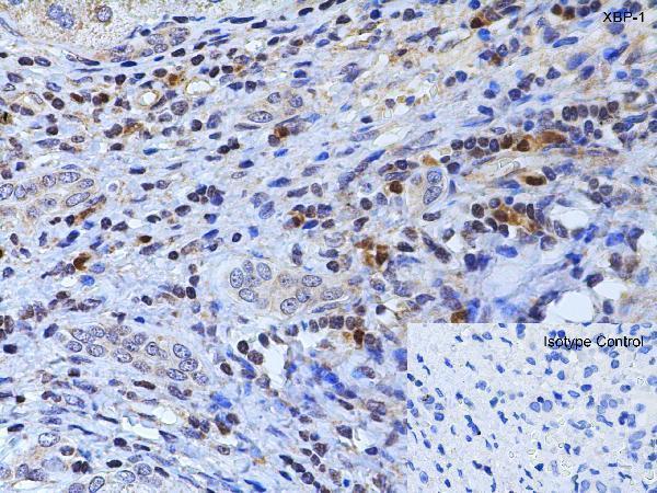 a00234 1 xbp1 primary antibodies ihc testing 10